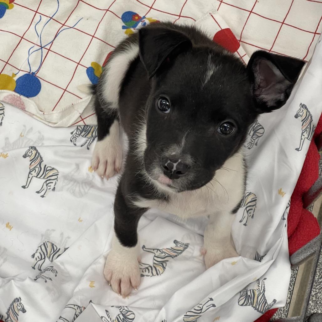Samwise, a Adoptable Cattle Dog in Tulsa, OK image 3/5