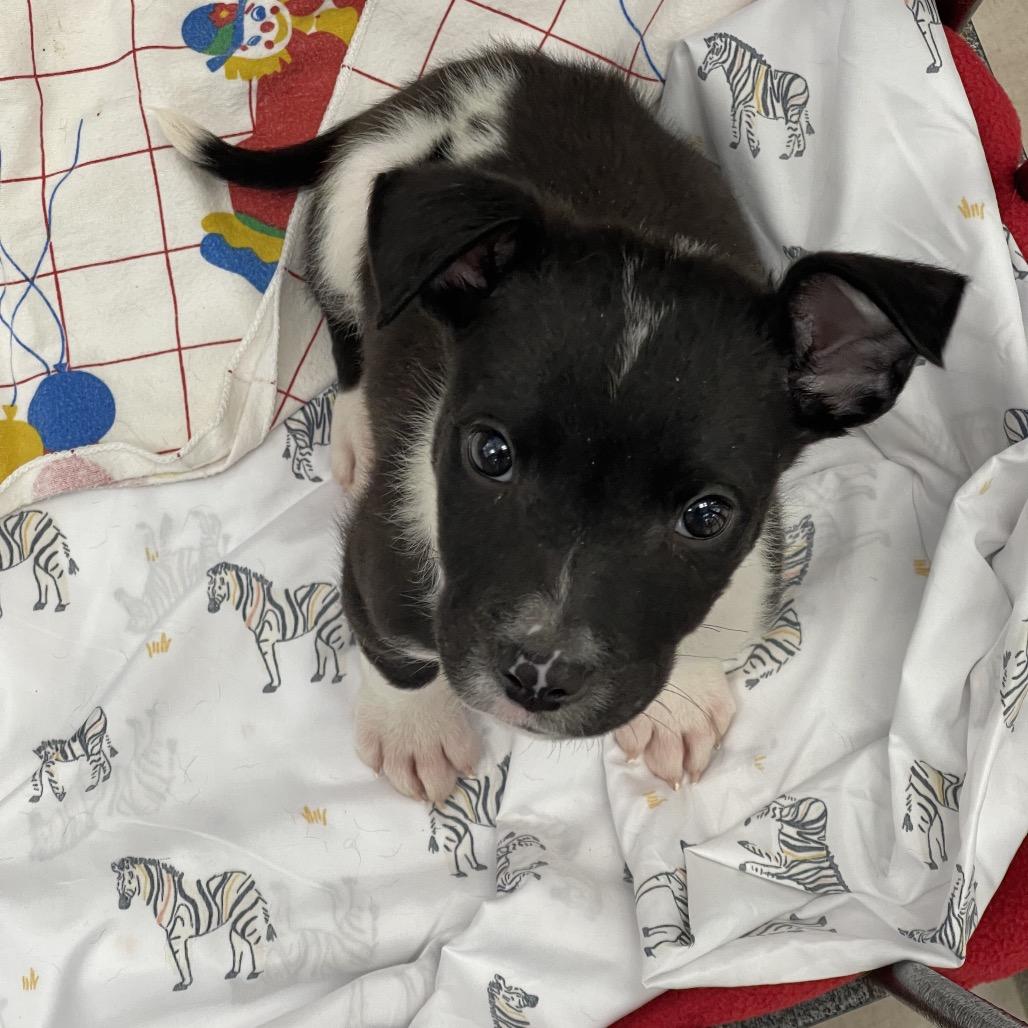 Samwise, a Adoptable Cattle Dog in Tulsa, OK image 5/5