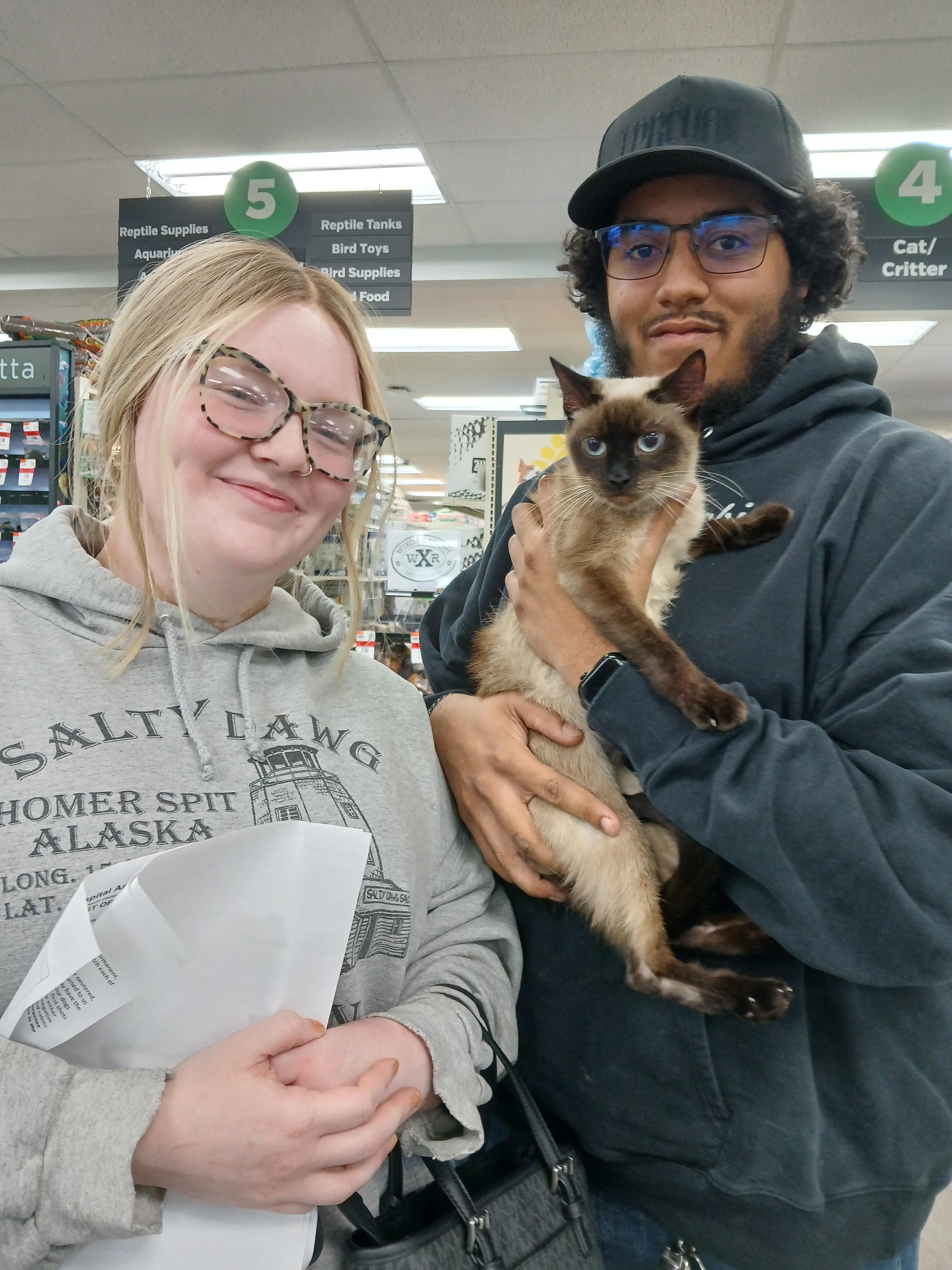 Enlarge Charcoal Charm, a Adopted Siamese in Eaton Rapids, MI image 1/5