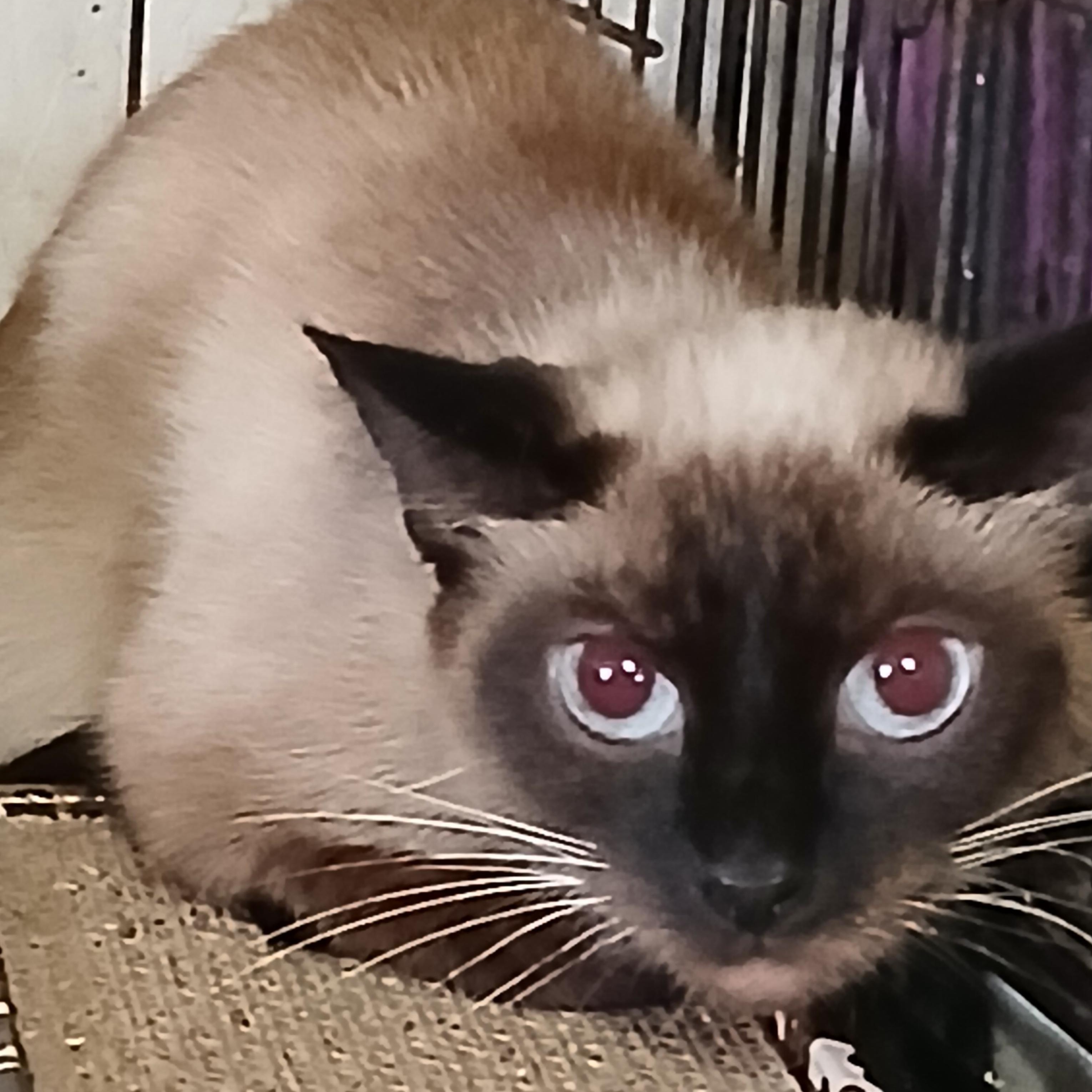 Enlarge Charcoal Charm, a Adopted Siamese in Eaton Rapids, MI image 2/5