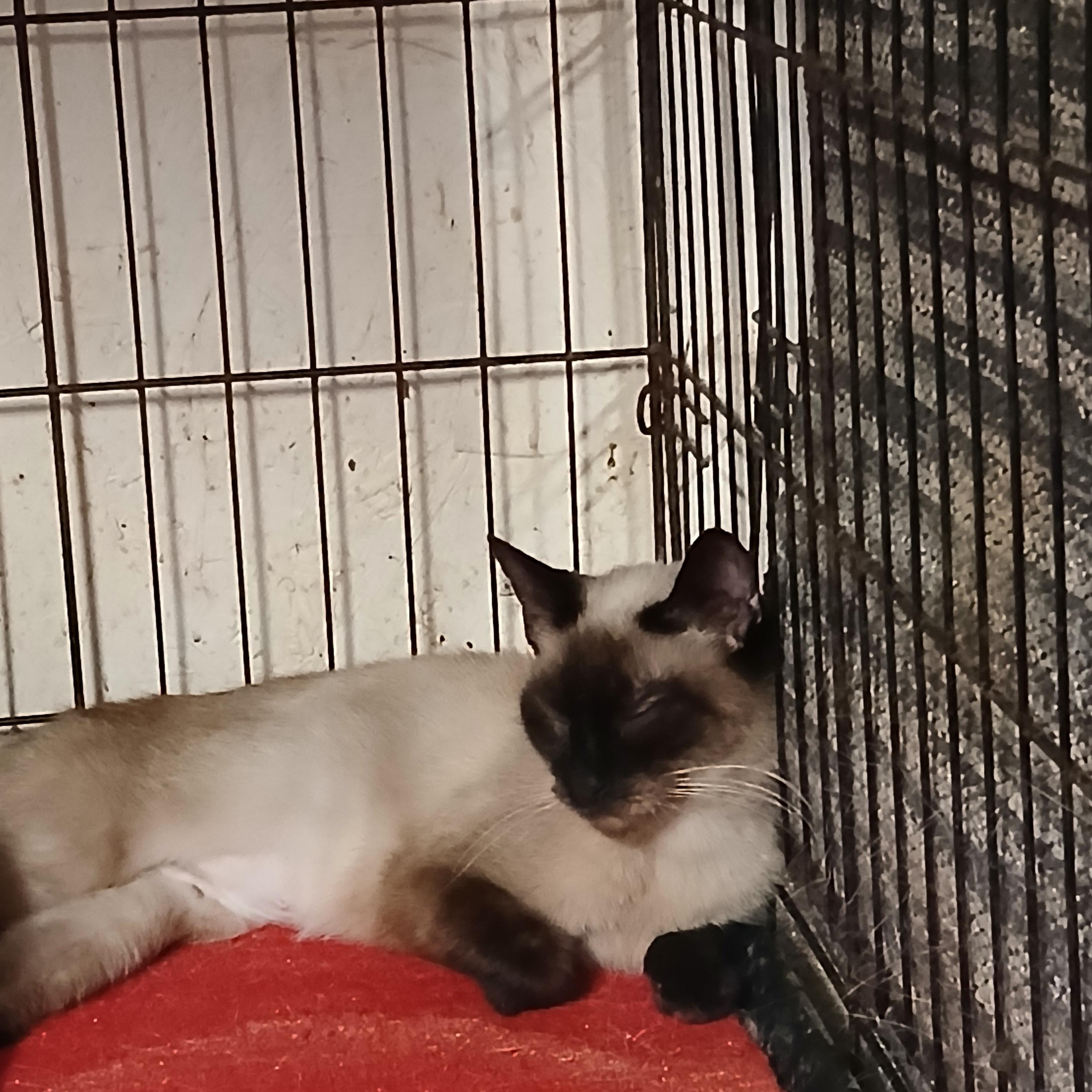 Enlarge Charcoal Charm, a Adopted Siamese in Eaton Rapids, MI image 3/5