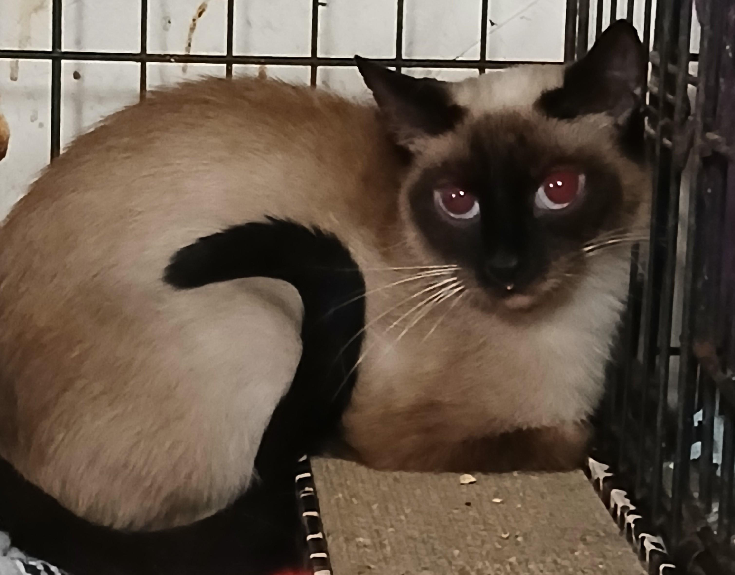 Enlarge Charcoal Charm, a Adopted Siamese in Eaton Rapids, MI image 4/5