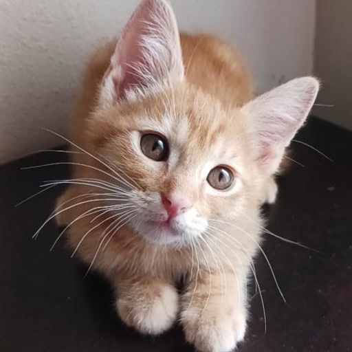 Clementine, ADOPTABLE, Kitten Male Tabby.