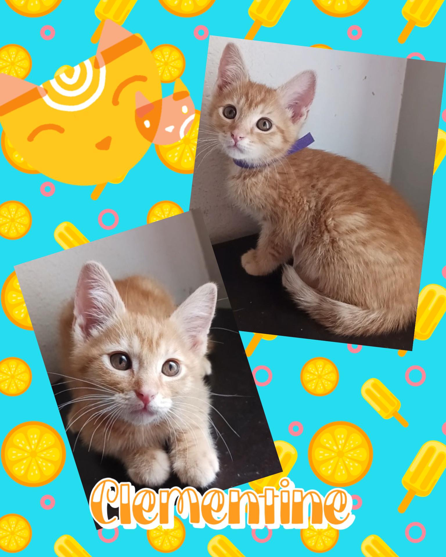 Clementine, a ADOPTABLE Tabby in Pasco, WA image 4/4