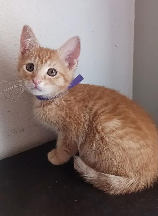 Clementine, a ADOPTABLE Tabby in Pasco, WA image 3/4