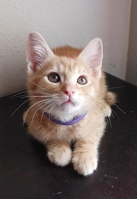 Clementine, a ADOPTABLE Tabby in Pasco, WA image 2/4