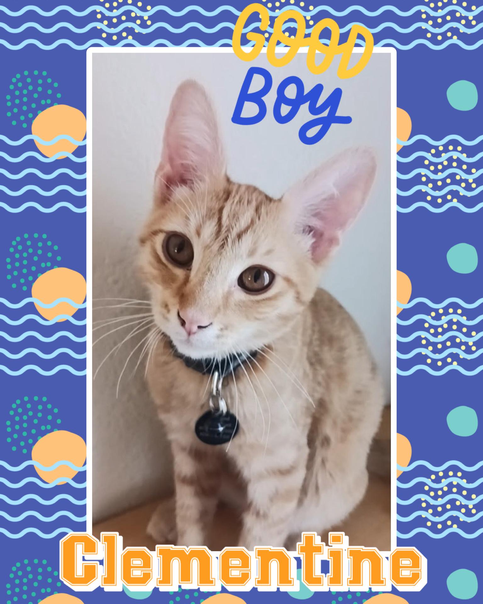 Clementine, ADOPTABLE, Kitten Male Tabby.