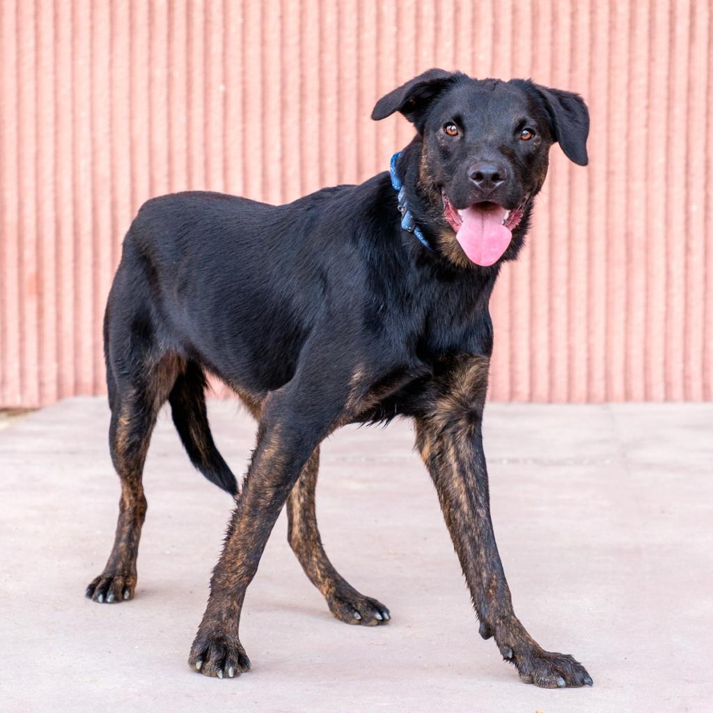 Dayla, a Adoptable mixed breed in Palm Springs, CA image 1/3
