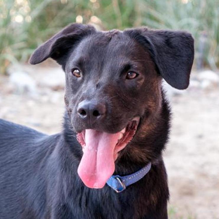 Dayla, a Adoptable mixed breed in Palm Springs, CA image 2/3