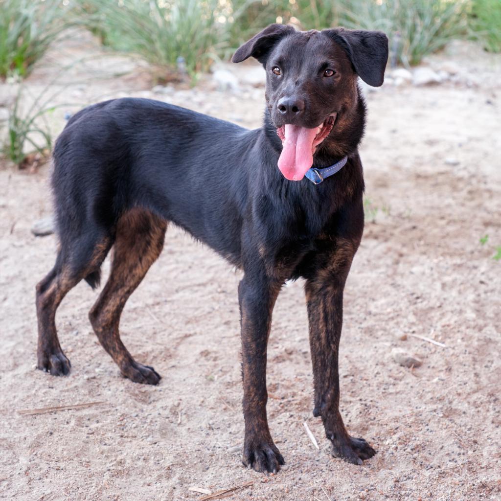 Dayla, a Adoptable mixed breed in Palm Springs, CA image 3/3