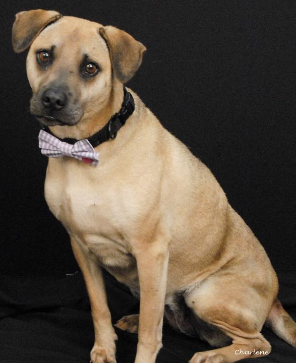 Hazel Mae, Adoptable, Adult Female Beagle & Feist.