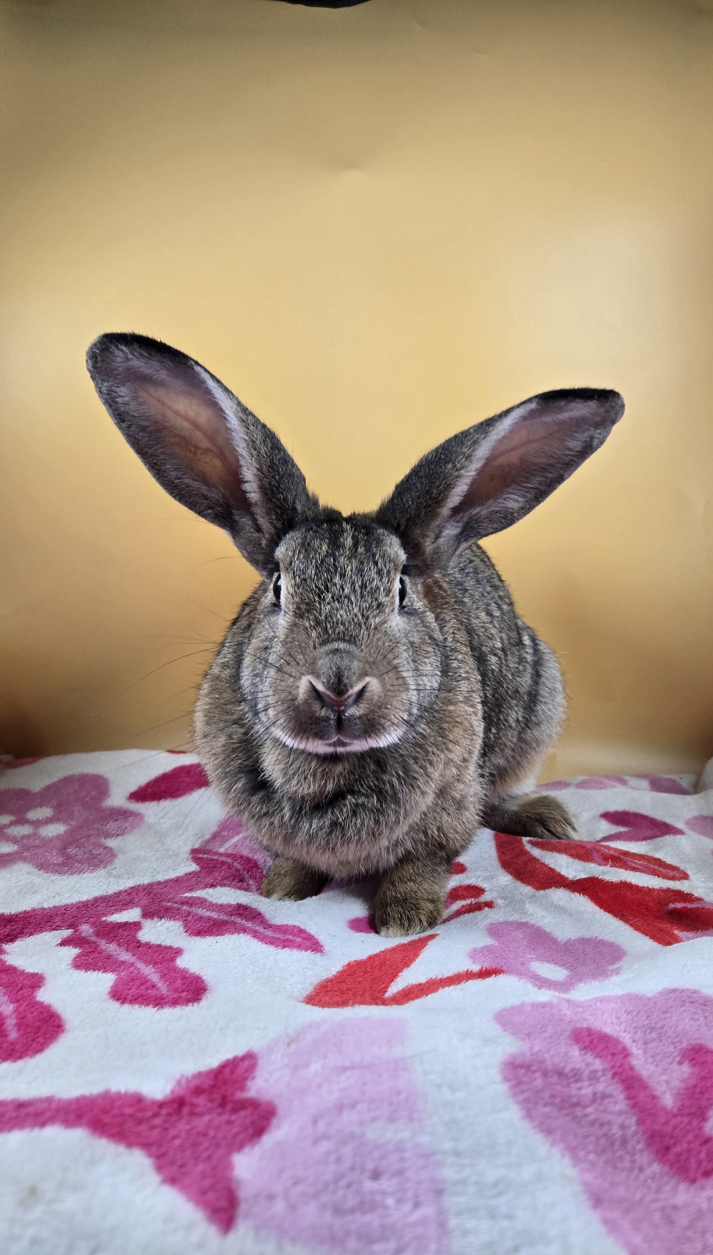 Brambleberry , ADOPTABLE, Adult Female New Zealand.