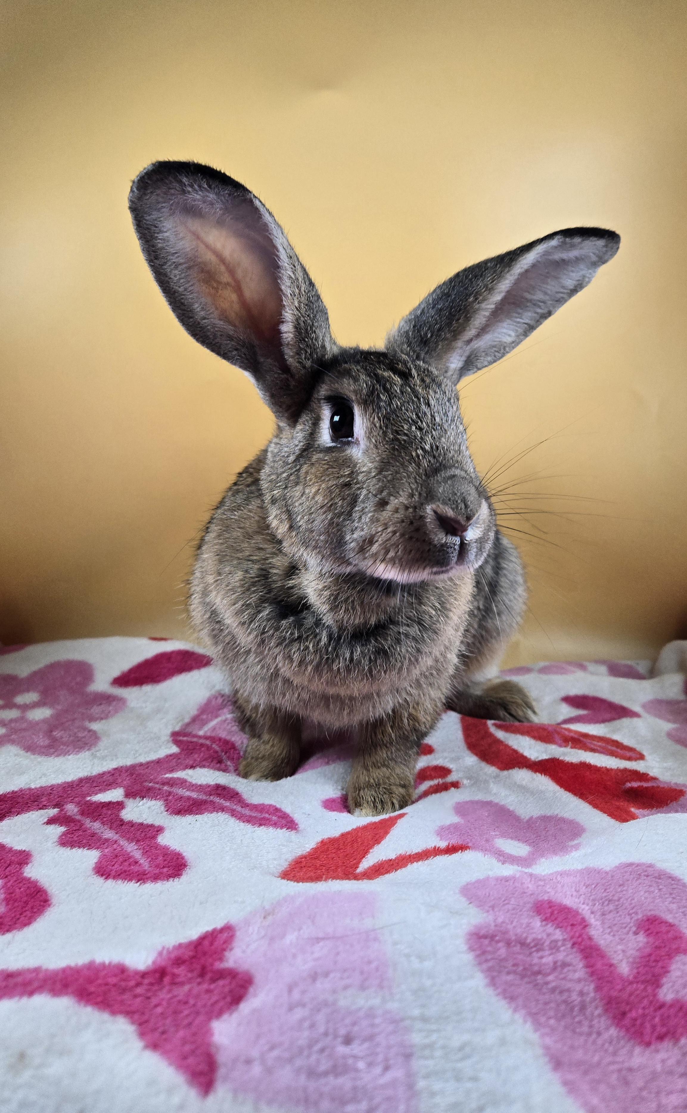 Enlarge Brambleberry , a ADOPTABLE New Zealand in San Antonio, TX image 3/5