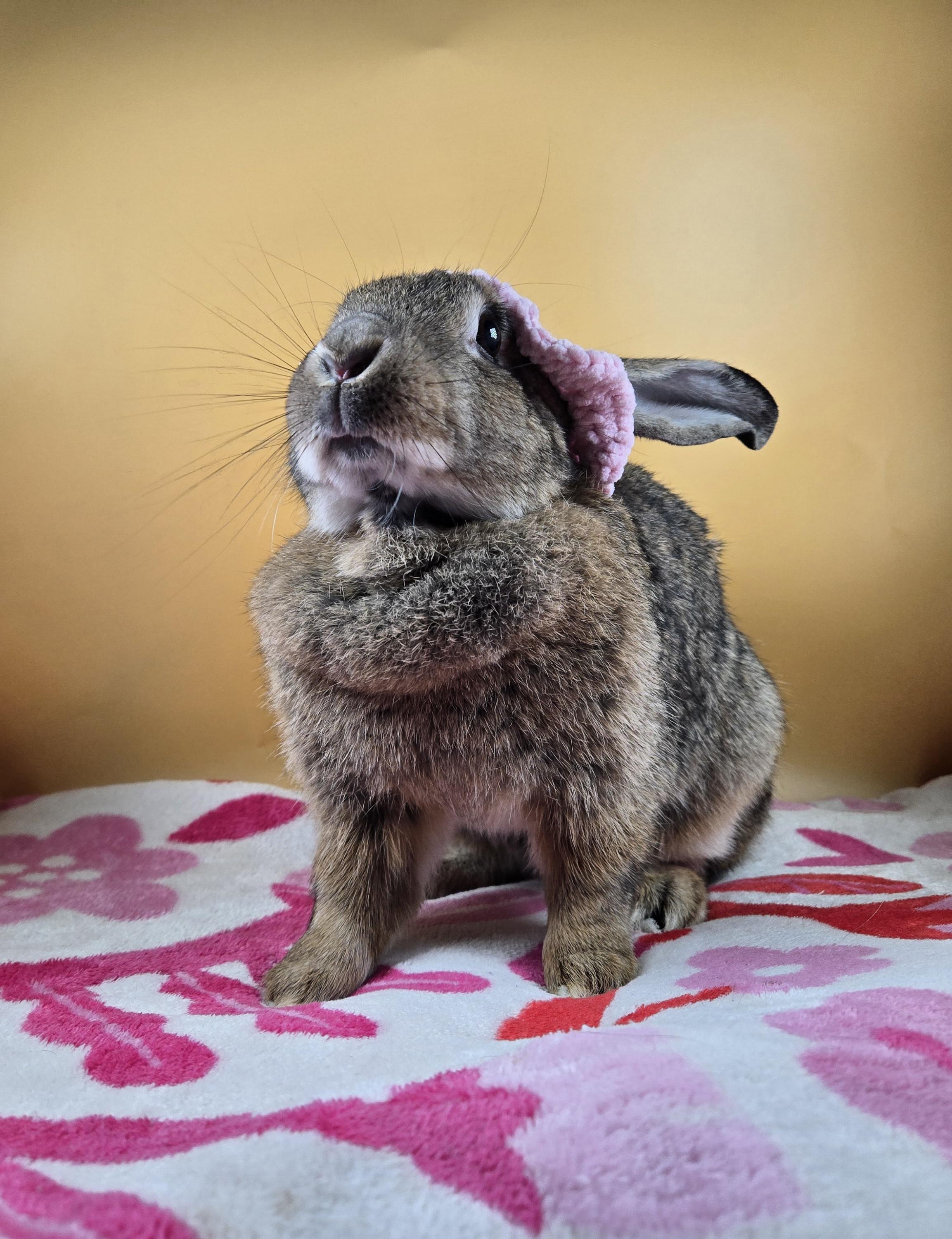 Enlarge Brambleberry , a ADOPTABLE New Zealand in San Antonio, TX image 2/5