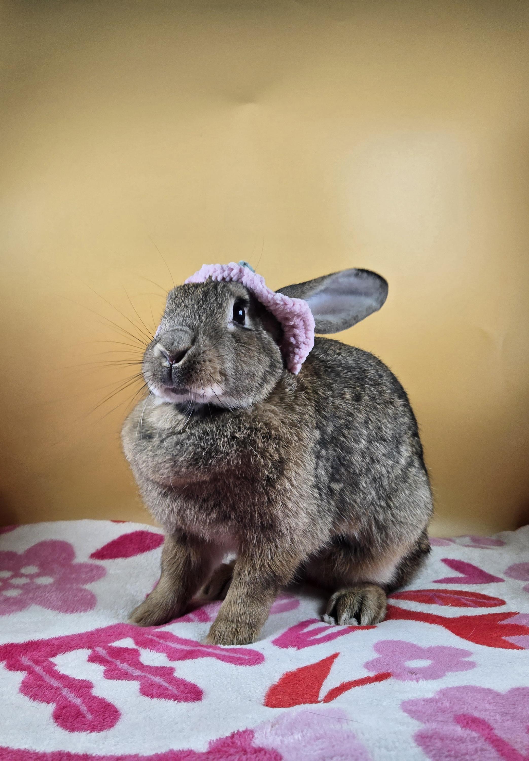 Enlarge Brambleberry , a ADOPTABLE New Zealand in San Antonio, TX image 5/5