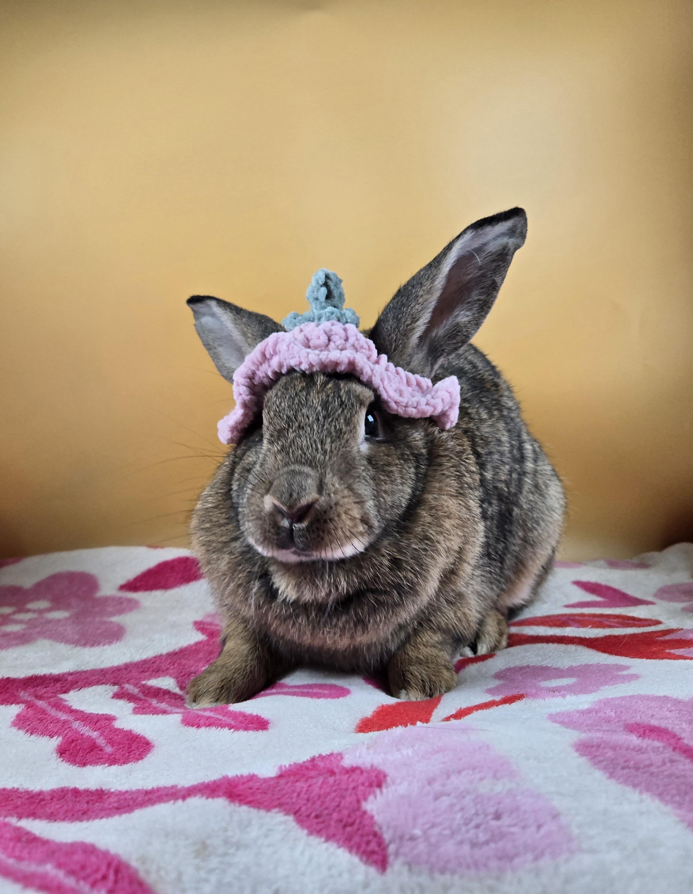 Enlarge Brambleberry , a ADOPTABLE New Zealand in San Antonio, TX image 4/5