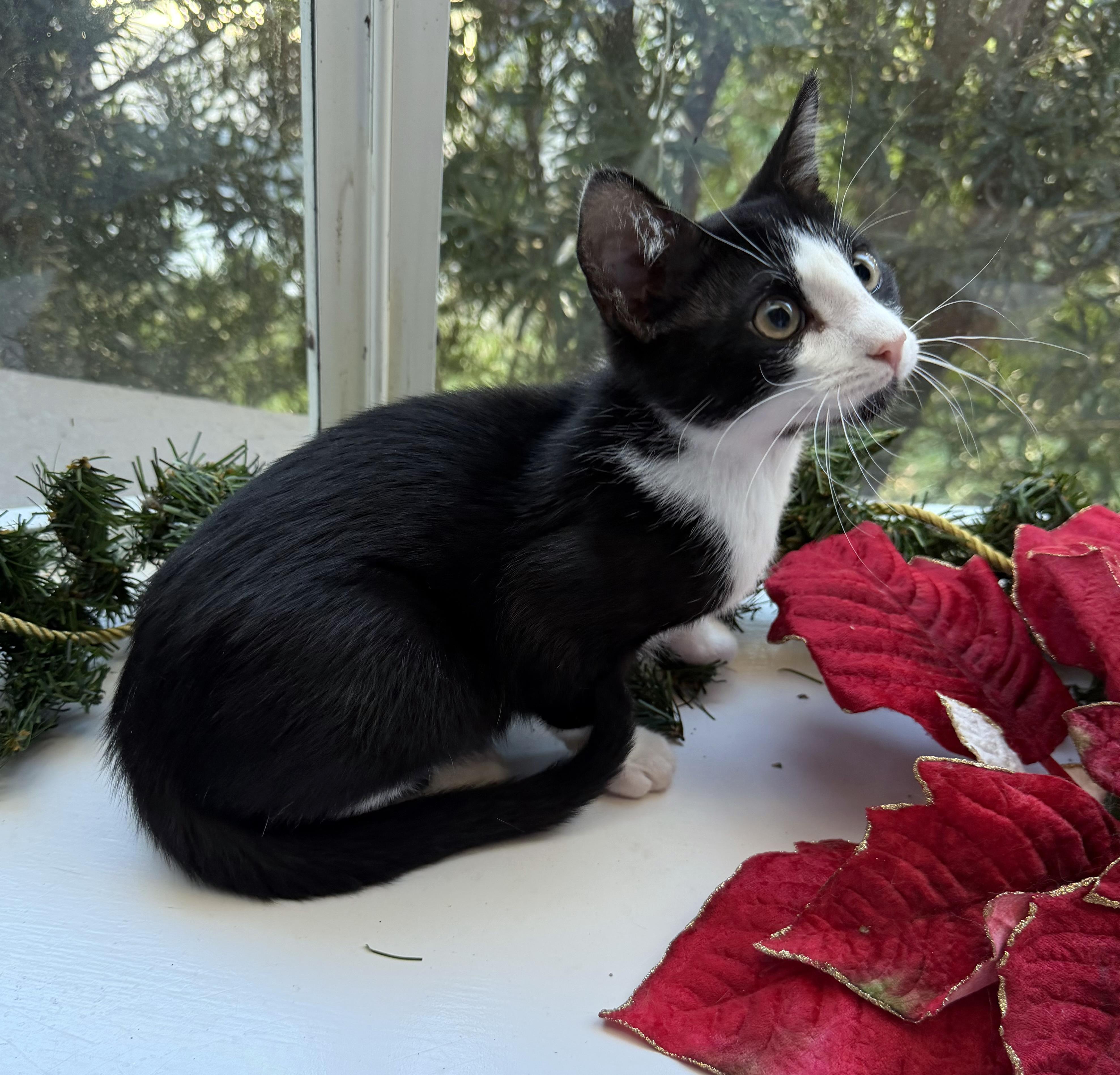 Enlarge Shadow, a ADOPTABLE mixed breed in Lake Monroe, FL image 4/6