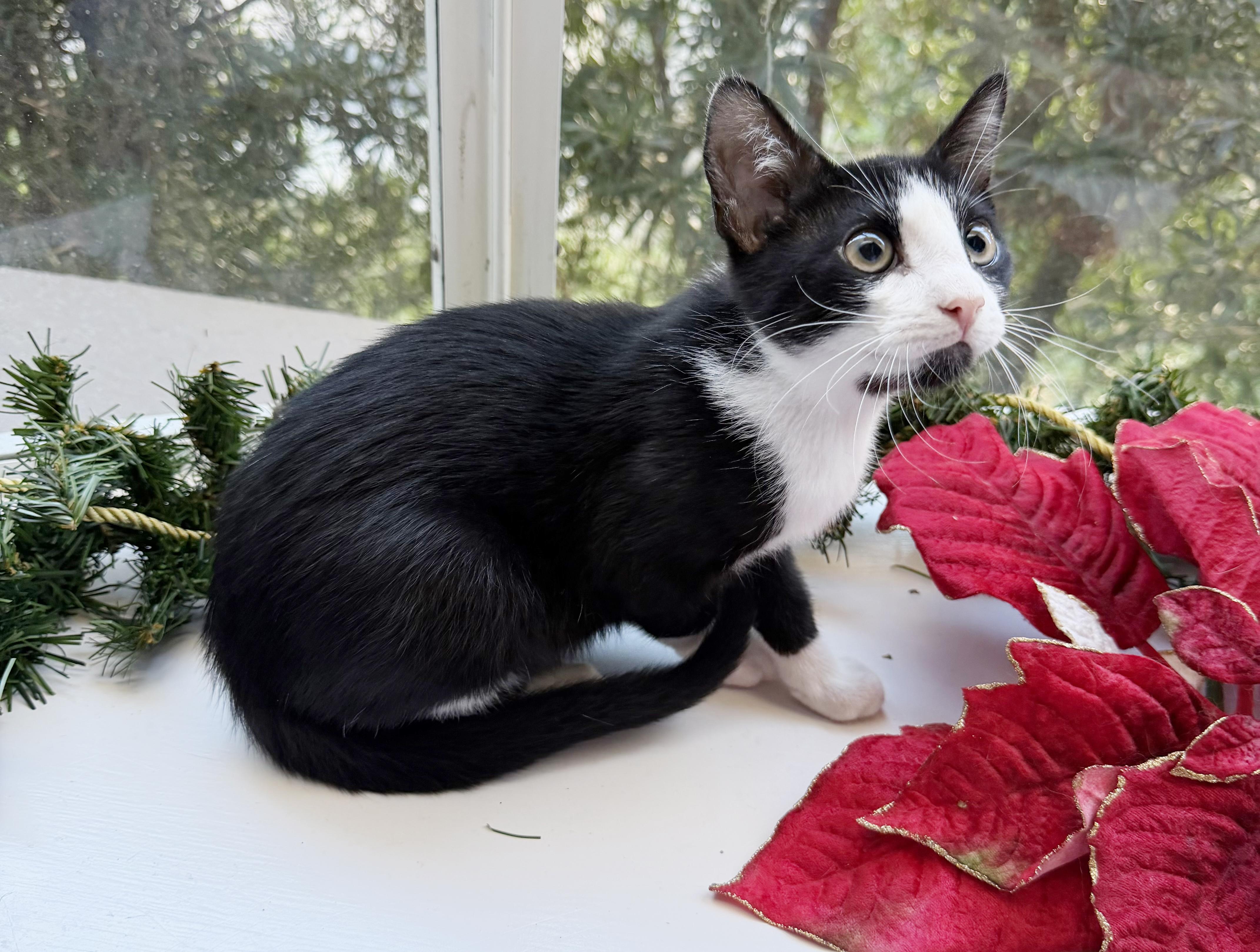 Enlarge Shadow, a ADOPTABLE mixed breed in Lake Monroe, FL image 6/6