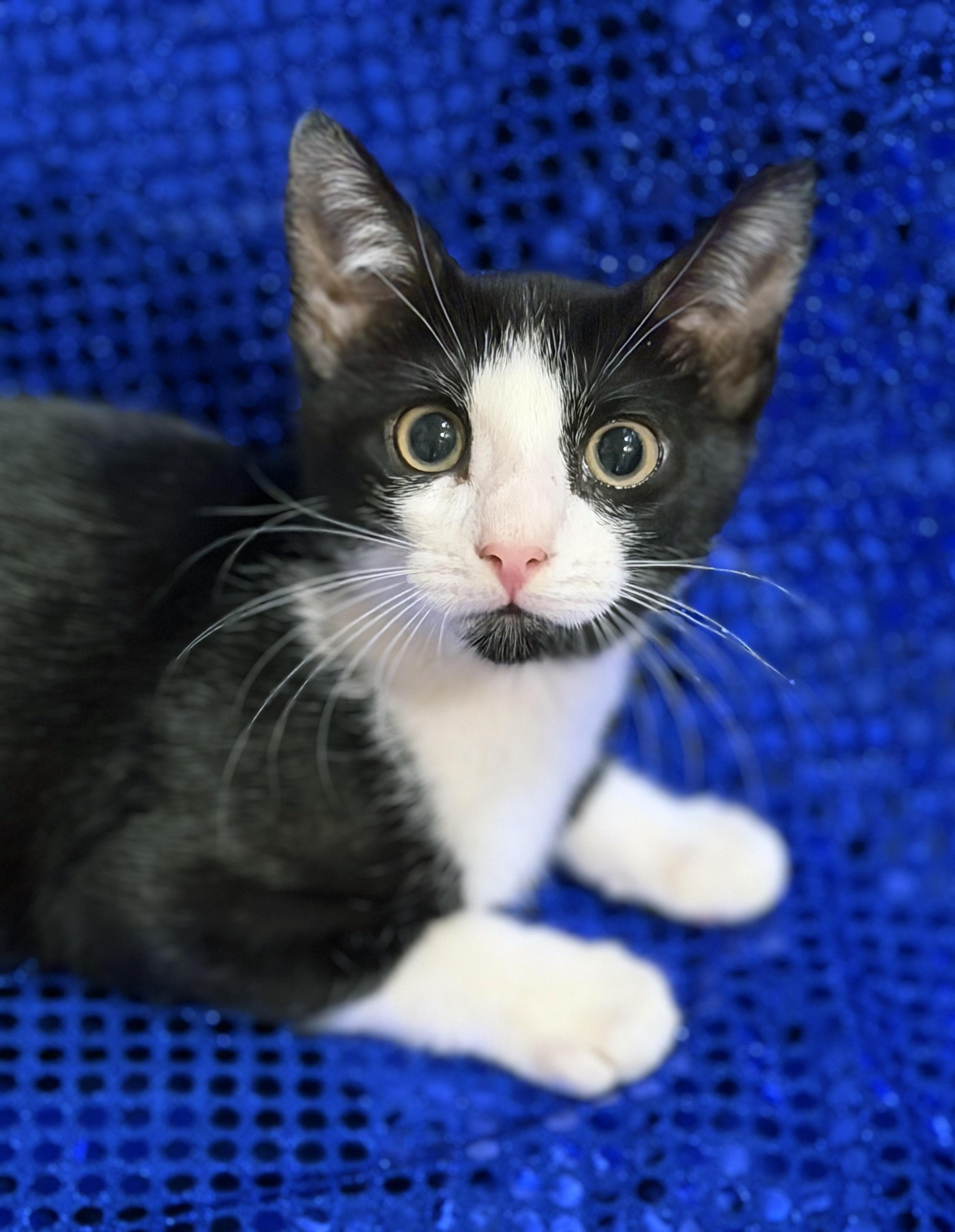 Enlarge Shadow, a ADOPTABLE mixed breed in Lake Monroe, FL image 2/6