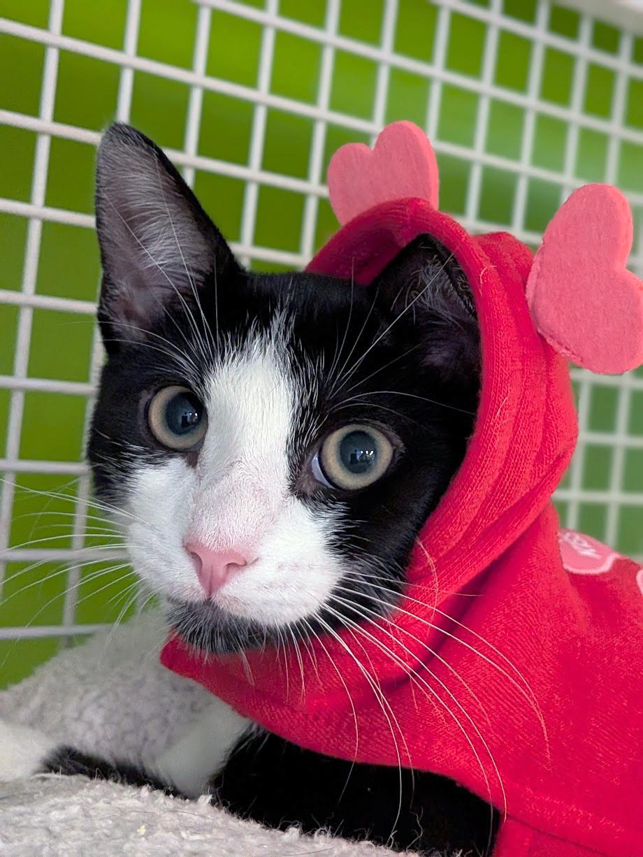 Enlarge Shadow, a ADOPTABLE mixed breed in Lake Monroe, FL image 1/6