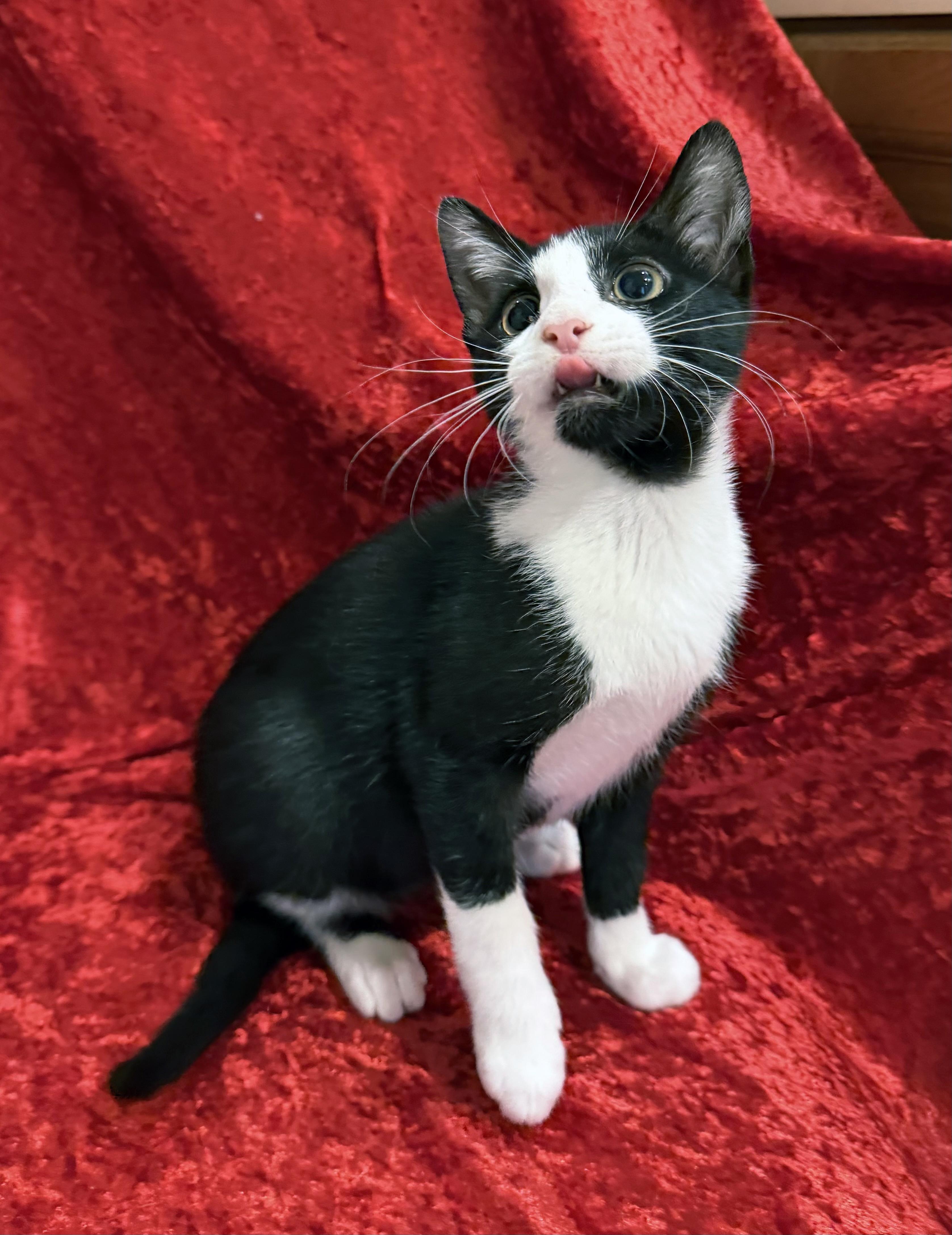 Enlarge Shadow, a ADOPTABLE mixed breed in Lake Monroe, FL image 5/6