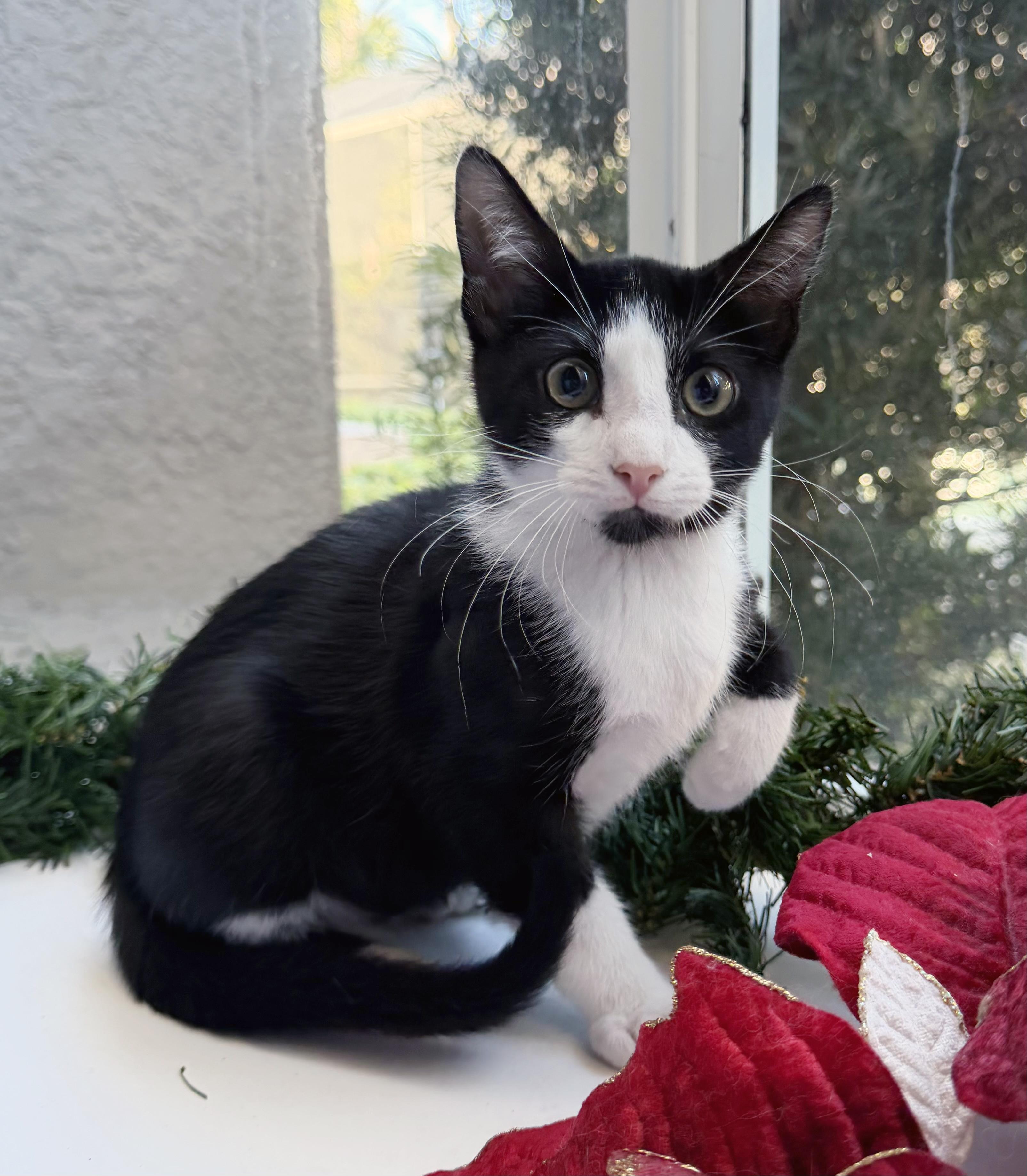 Enlarge Shadow, a ADOPTABLE mixed breed in Lake Monroe, FL image 3/6