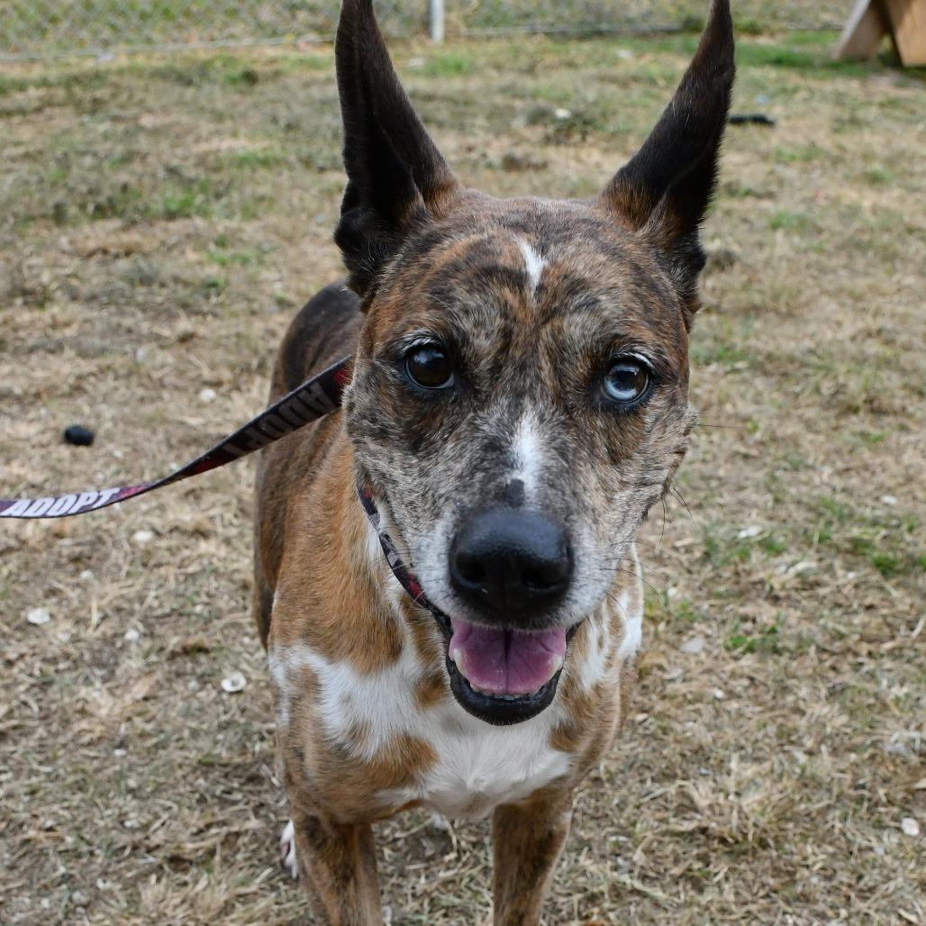 Enlarge Sarah, a Adoptable mixed breed in Beaumont, TX image 1/6