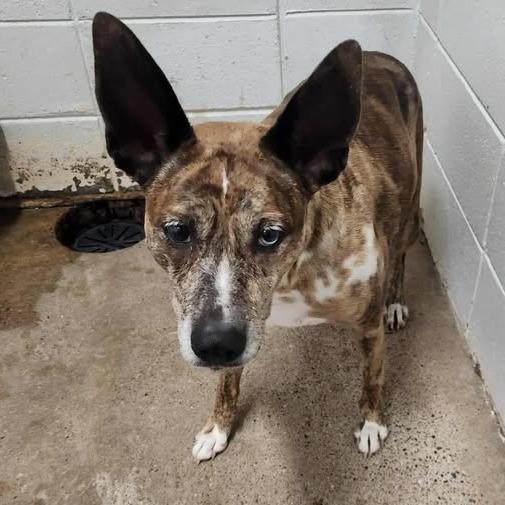 Enlarge Sarah, a Adoptable mixed breed in Beaumont, TX image 2/6