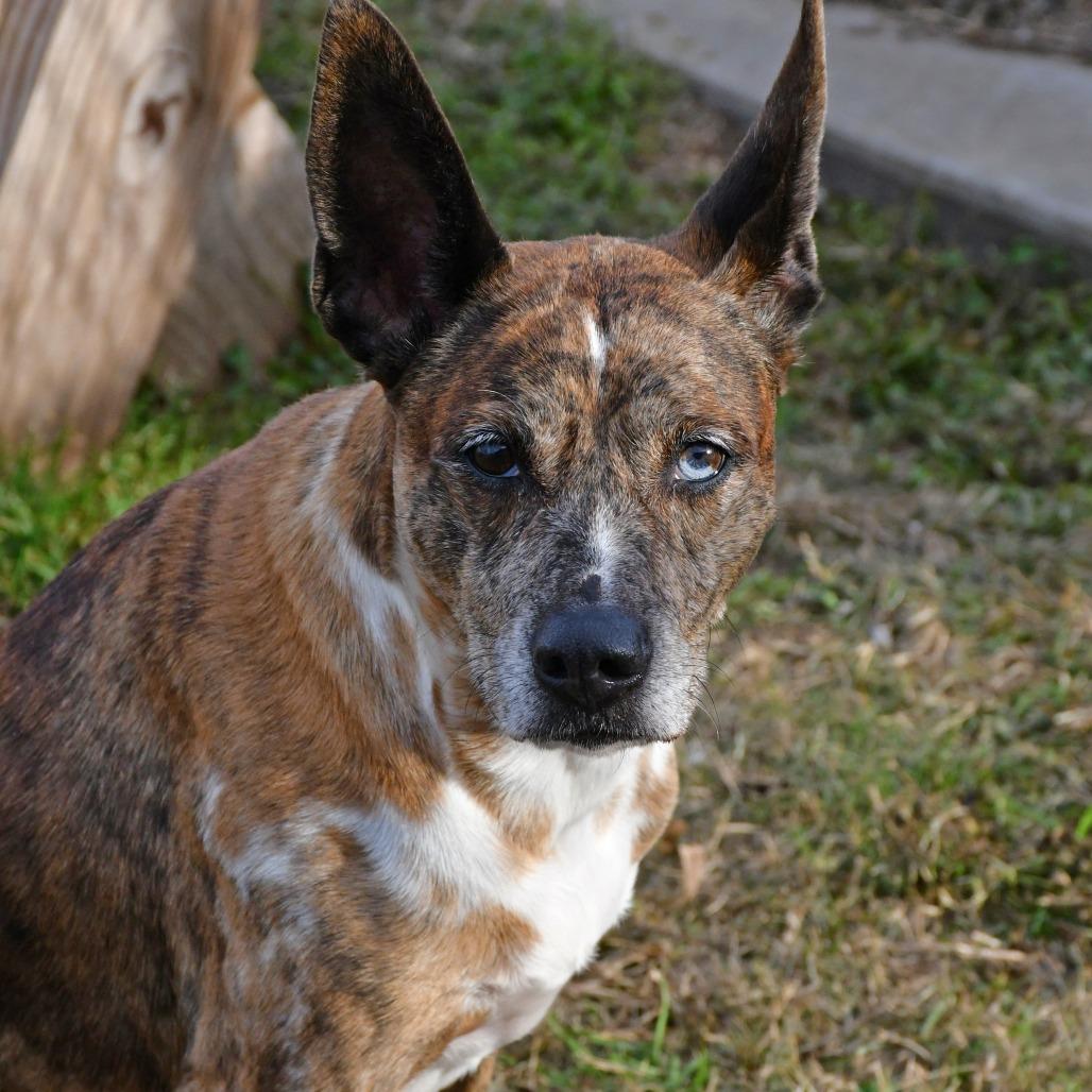 Enlarge Sarah, a Adoptable mixed breed in Beaumont, TX image 3/6