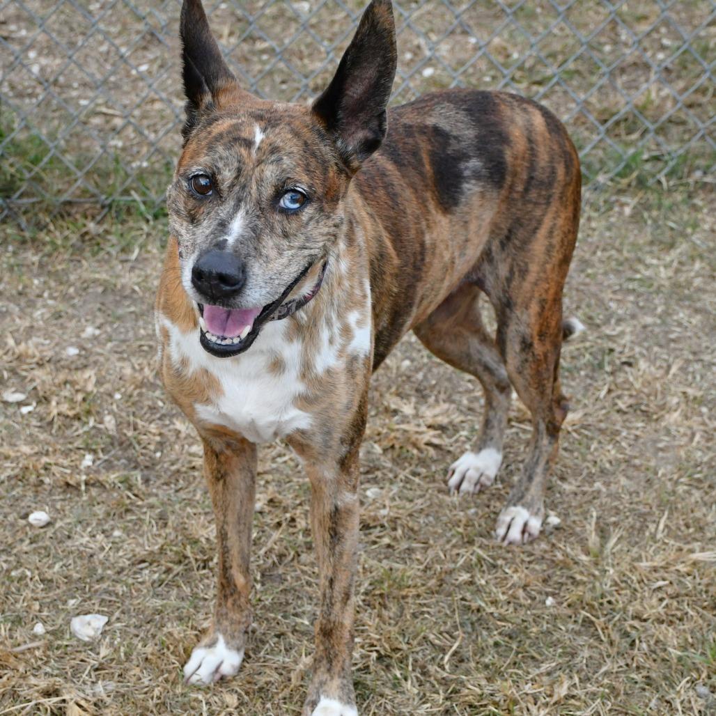 Enlarge Sarah, a Adoptable mixed breed in Beaumont, TX image 4/6