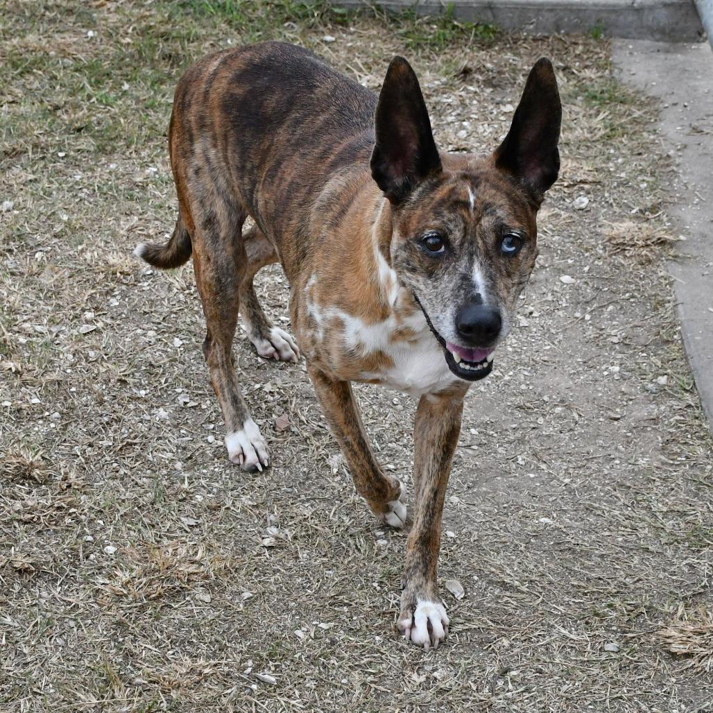 Enlarge Sarah, a Adoptable mixed breed in Beaumont, TX image 5/6