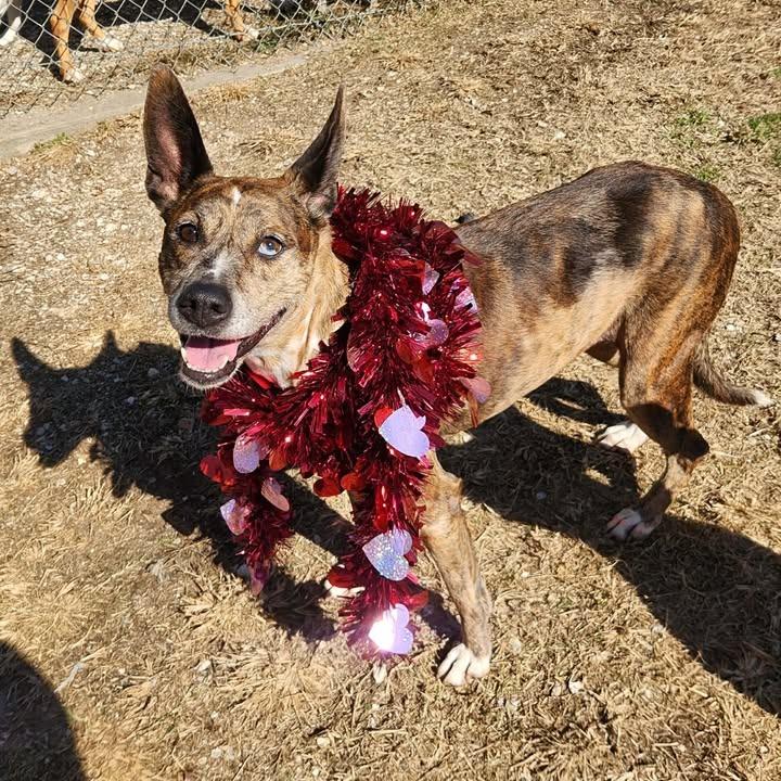 Enlarge Sarah, a Adoptable mixed breed in Beaumont, TX image 6/6