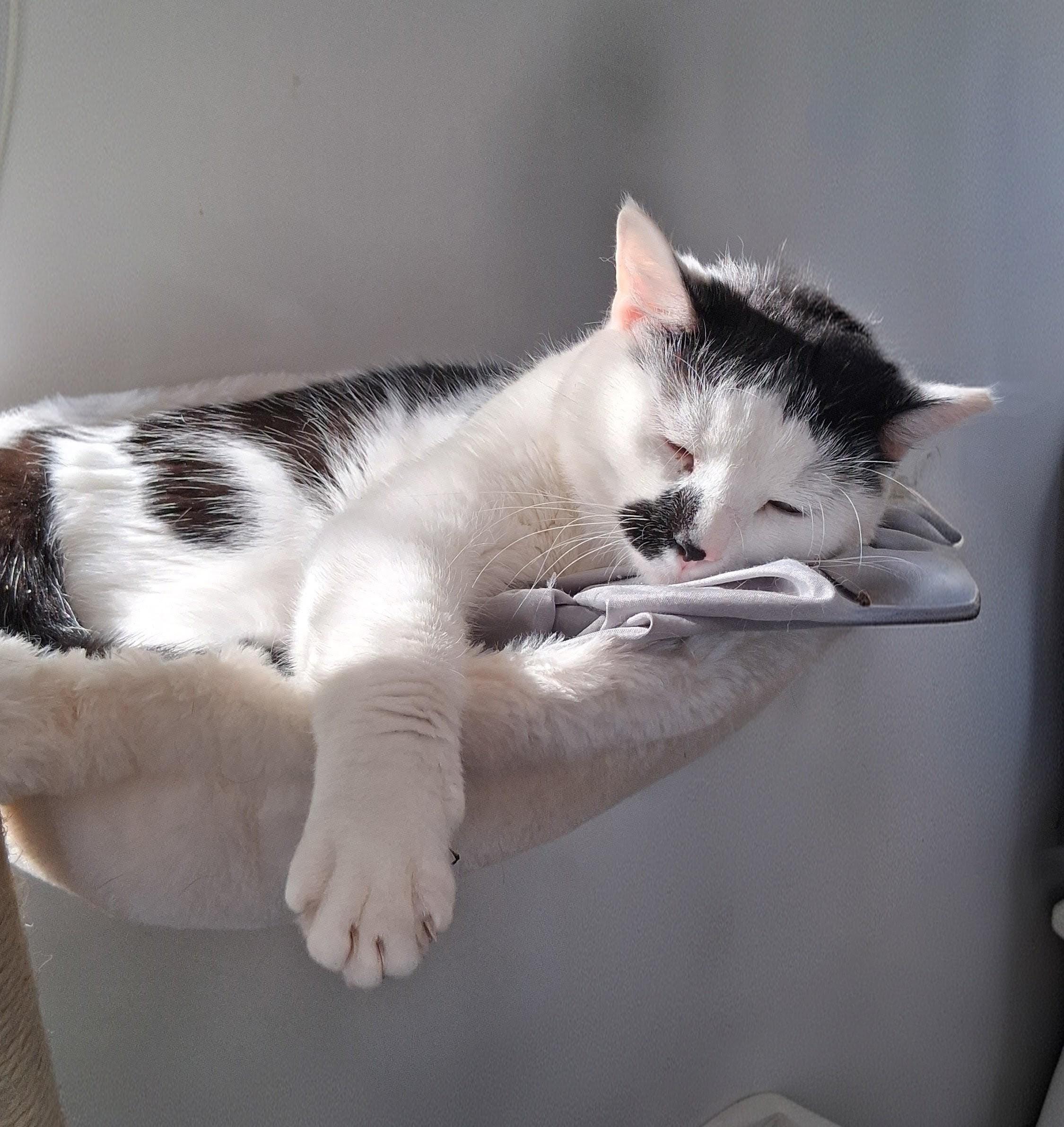 Enlarge Joey, a Adoptable Domestic Short Hair in Columbia, SC image 2/6