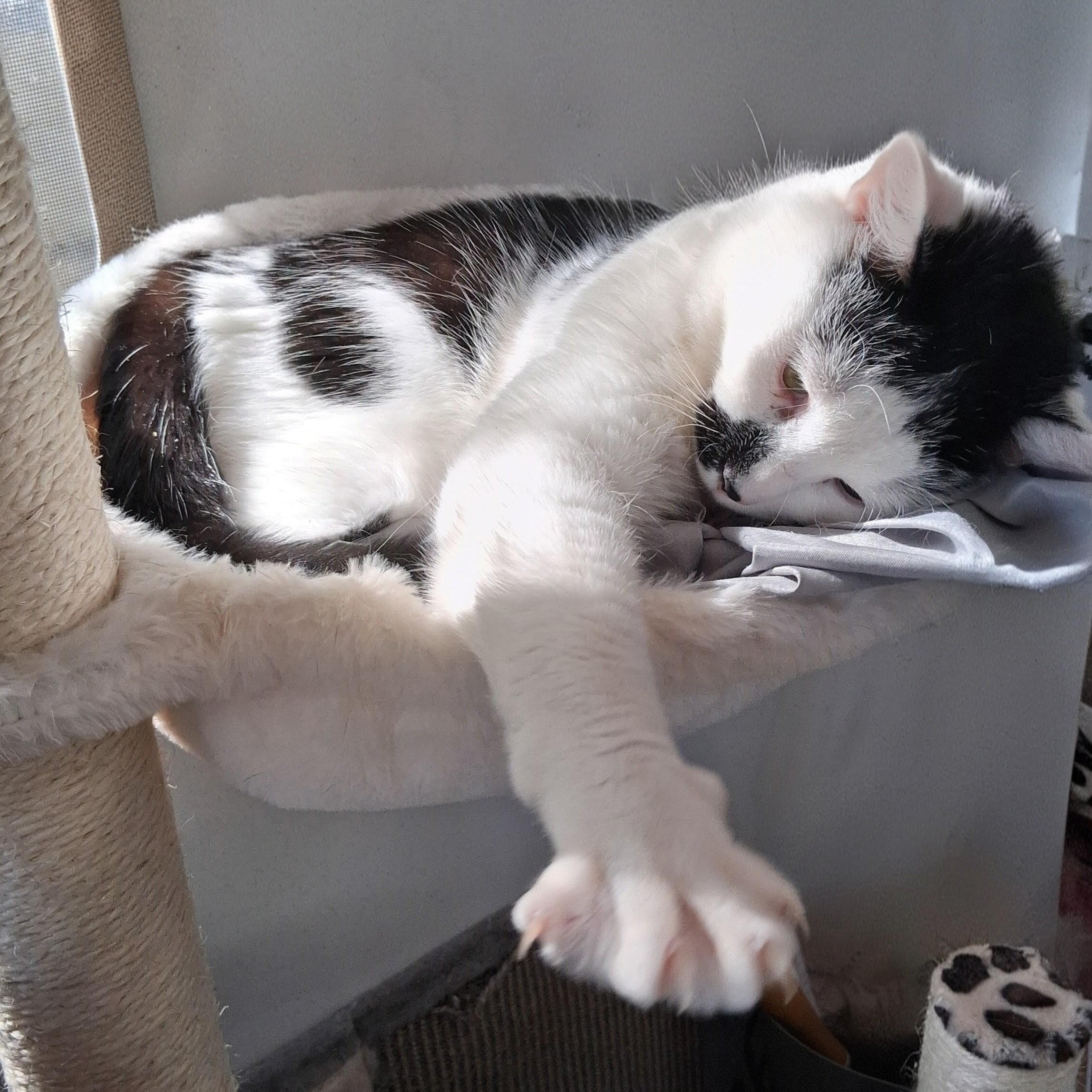 Enlarge Joey, a Adoptable Domestic Short Hair in Columbia, SC image 5/6