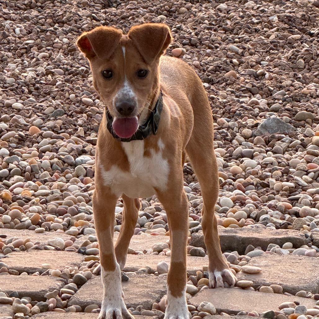 Roger, Adoptable, Young Male Hound & Mixed Breed.
