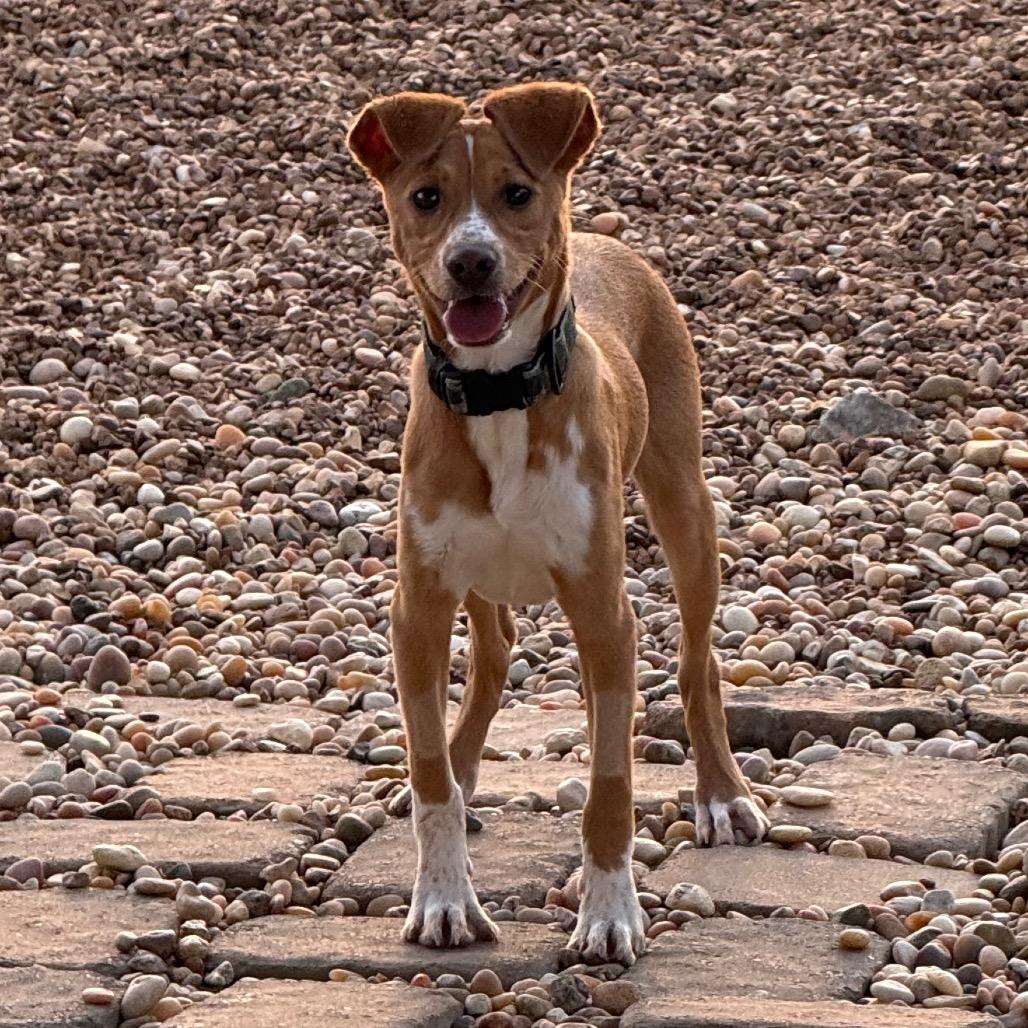 Enlarge Roger, a Adoptable mixed breed in Southside, TN image 2/2