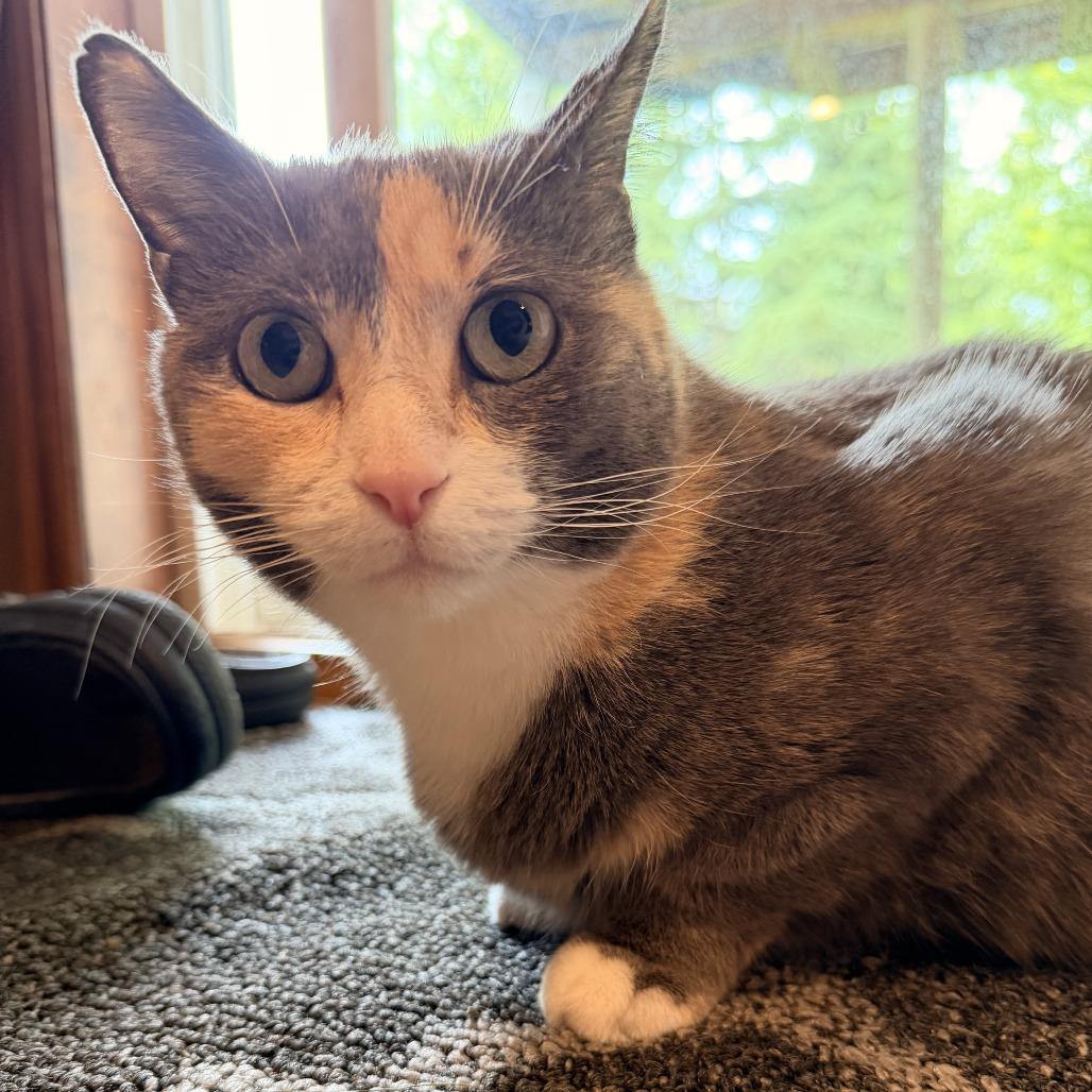 LouLou C10969, Adoptable, Adult Female Domestic Short Hair.