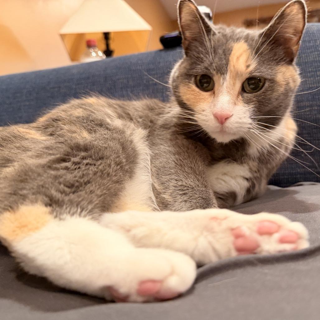 LouLou C10969, a Adoptable Domestic Short Hair in Minneapolis, MN image 3/5