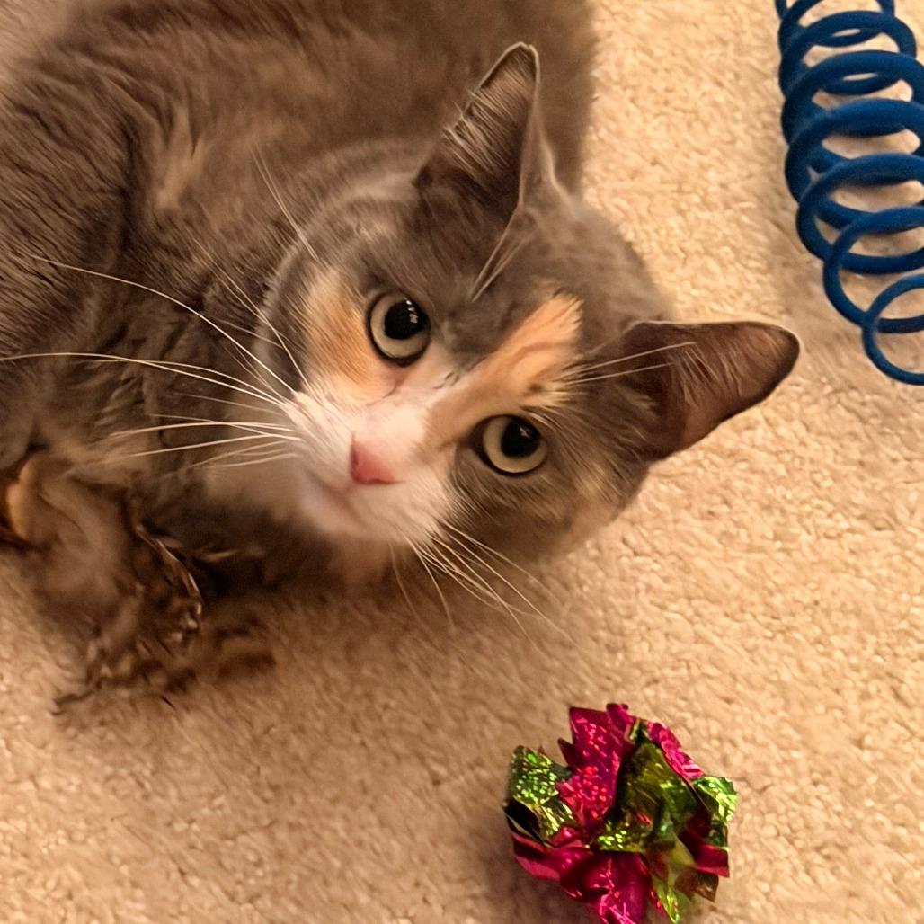 LouLou C10969, a Adoptable Domestic Short Hair in Minneapolis, MN image 4/5