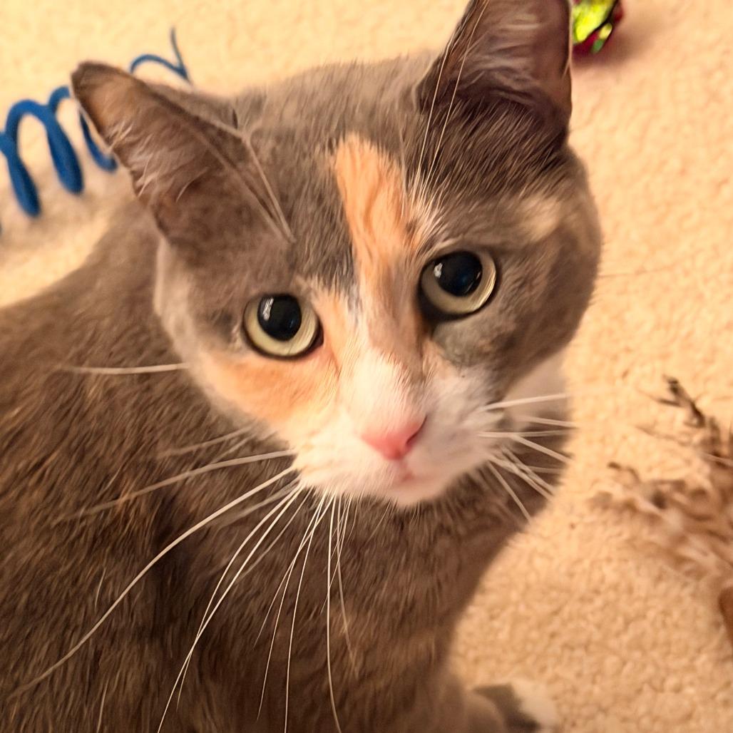LouLou C10969, Adoptable, Adult Female Domestic Short Hair.