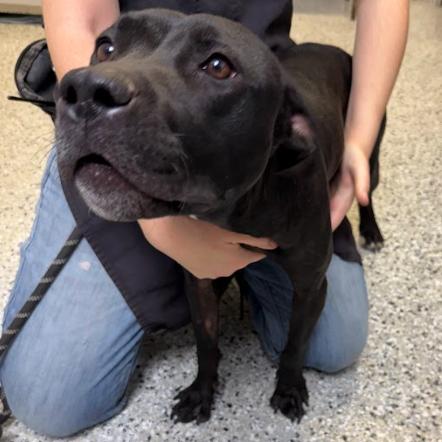 Cherub, Adoptable, Adult Female American Staffordshire Terrier.