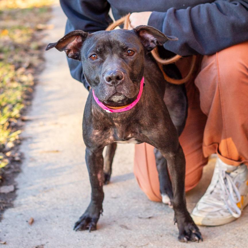 Enlarge Cherub, a Adoptable mixed breed in Hattiesburg, MS image 2/3