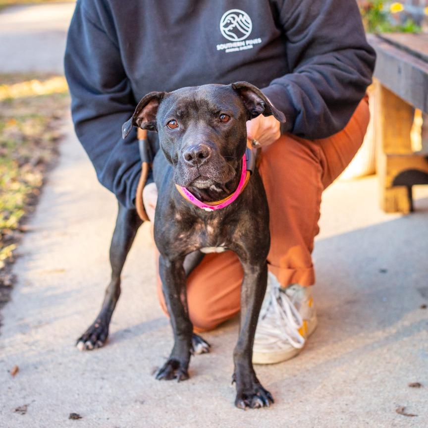 Enlarge Cherub, a Adoptable mixed breed in Hattiesburg, MS image 3/3