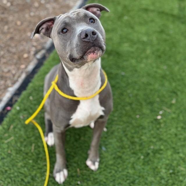 Enlarge Babble, a Adoptable mixed breed in Bullhead City, AZ image 1/2