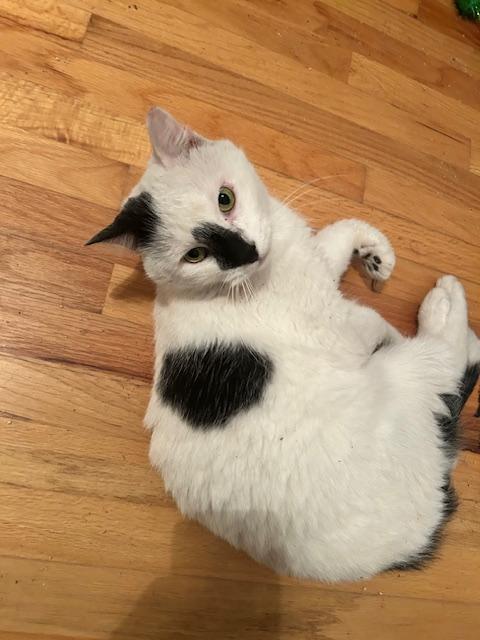 Patches (Courtesy Post), Adoptable, Adult Male Domestic Short Hair.