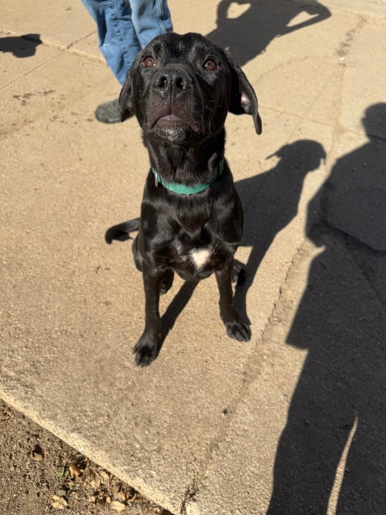 Enlarge Optimus, a Adopted Labrador Retriever in Hastings, NE image 1/1