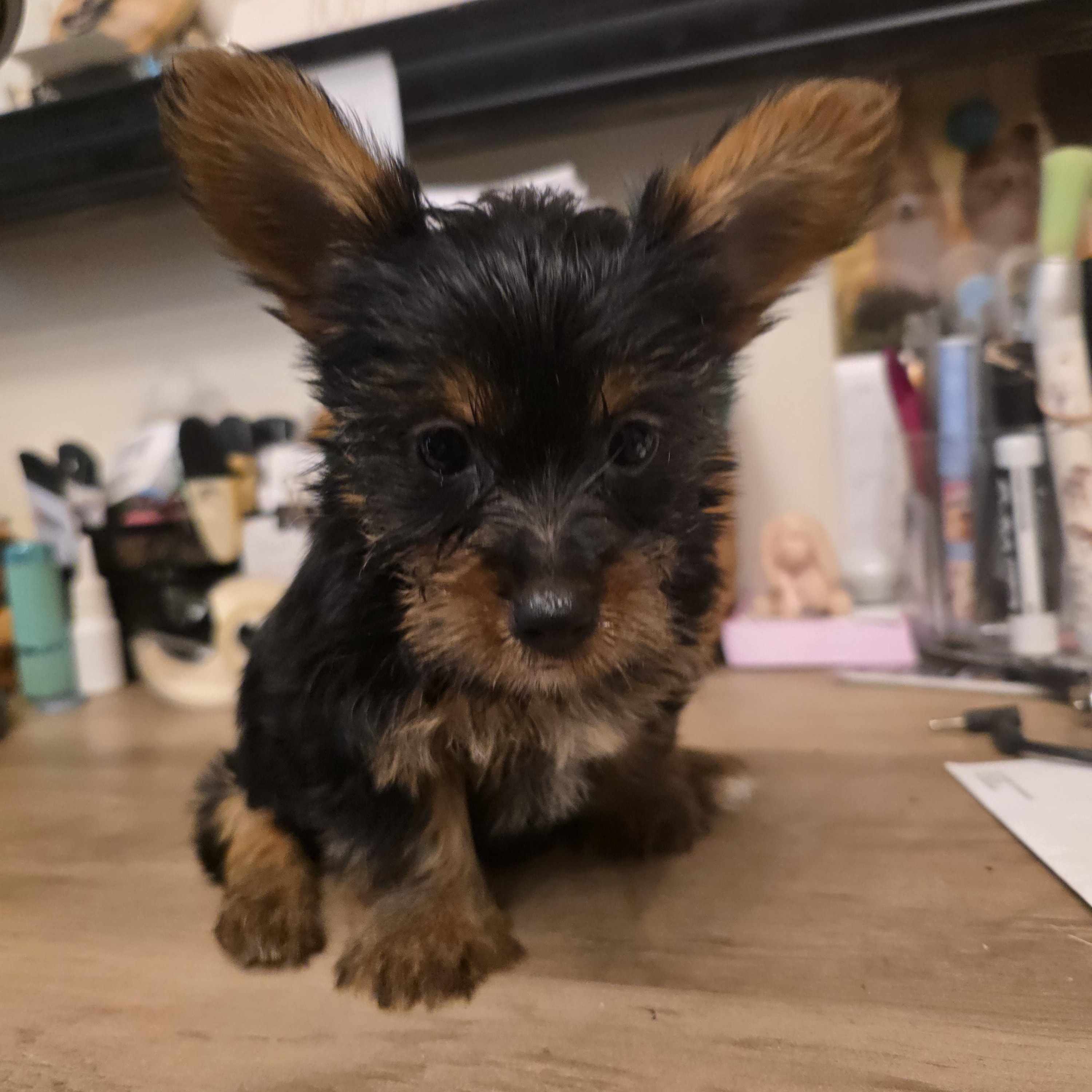Hera, ADOPTABLE, Puppy Female Yorkshire Terrier.
