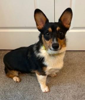 Enlarge Sherman, an adopted Pembroke Welsh Corgi in Clayton, NC image 1/2