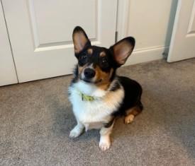 Enlarge Sherman, an adopted Pembroke Welsh Corgi in Clayton, NC image 2/2