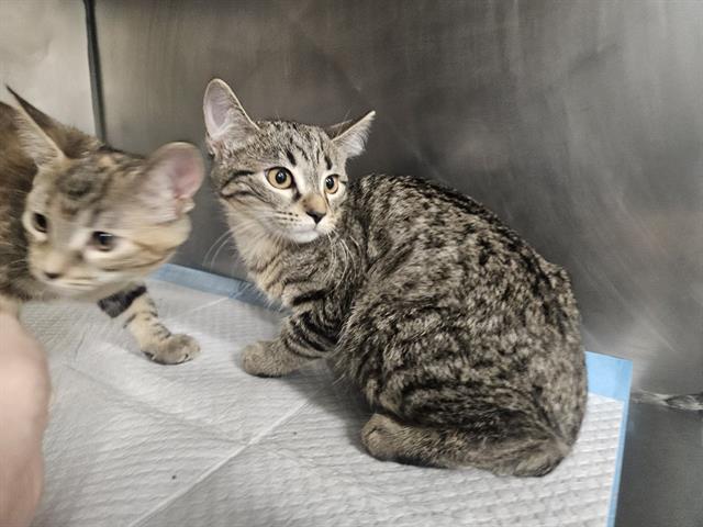 WAFFLES, Adoptable, Kitten Female Domestic Short Hair.